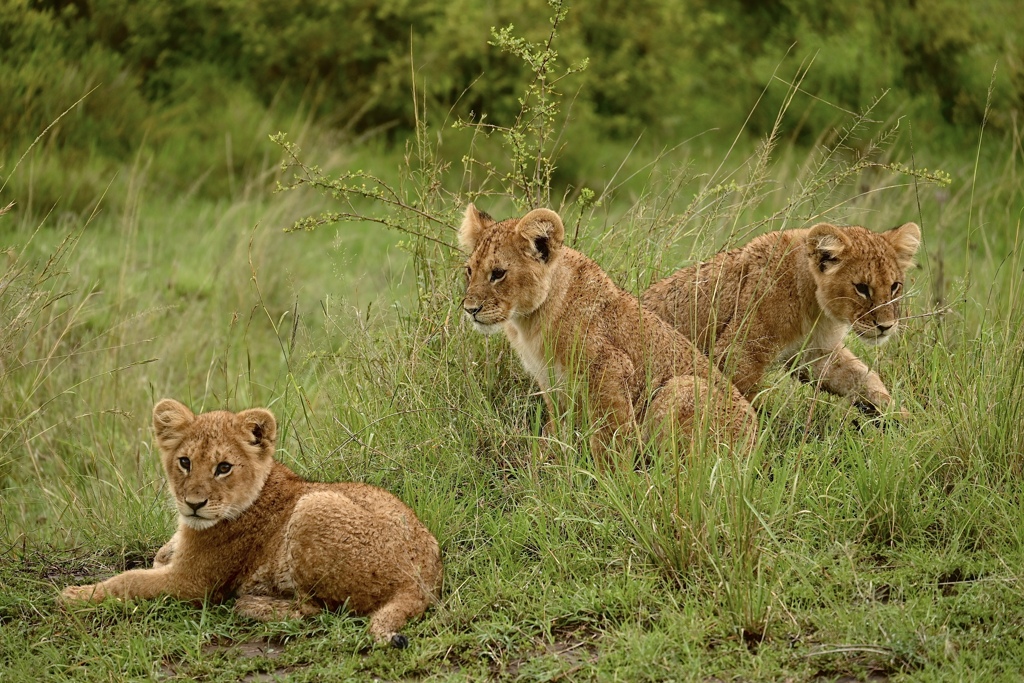 子ライオン3きょうだい