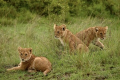 子ライオン3きょうだい