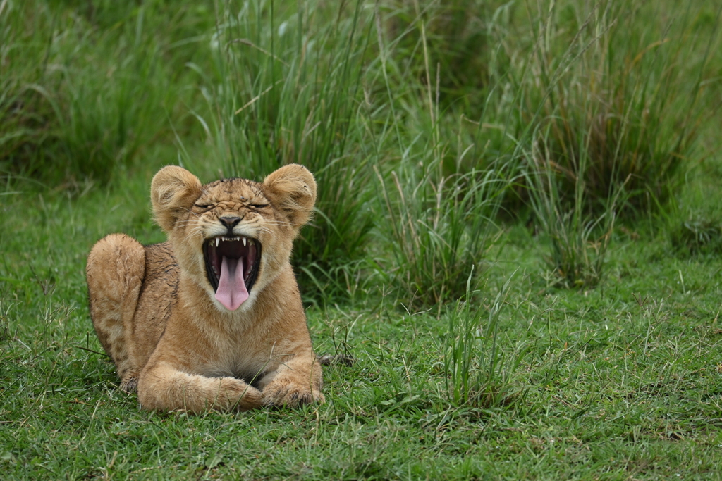 子ライオンのあくび