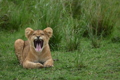 子ライオンのあくび