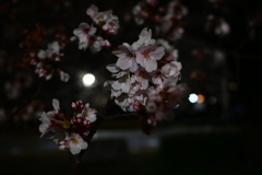夜桜