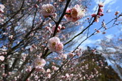 井の頭公園にて