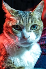 猫 ストロボ カラーフィルタ