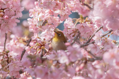 桜とメジロ