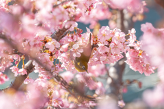 桜とメジロ