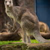 カンガルー