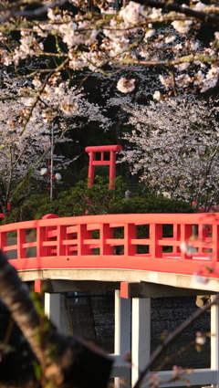 桜＆鳥居