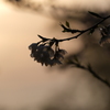 雨も滴るいい桜