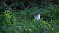 ネコ