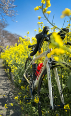 春Cycle