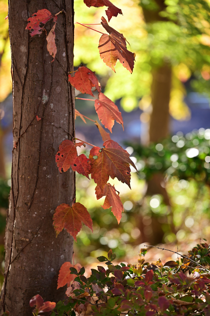 蔦の紅葉