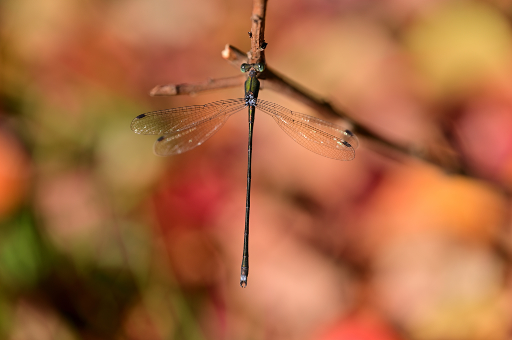 オオアオイトトンボ