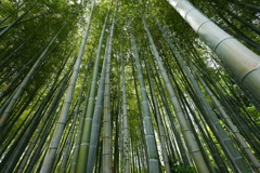 竹林の小径にて