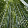 竹林の小径にて