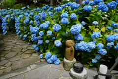 紫陽花の小径と微笑み地蔵