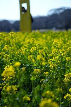 菜の花