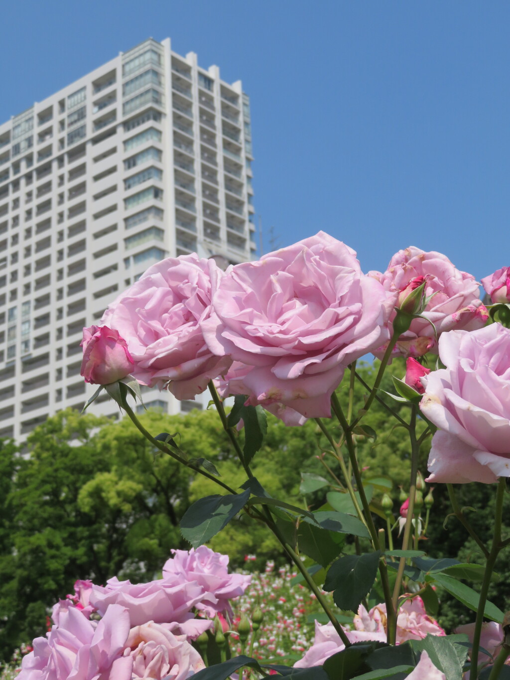 大阪・靱公園