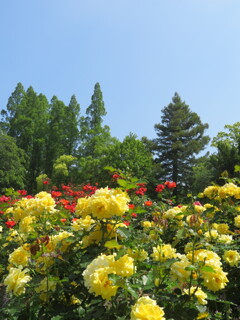大阪・靱公園