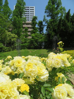 大阪・靱公園