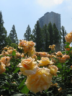 大阪・靱公園
