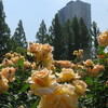 大阪・靱公園