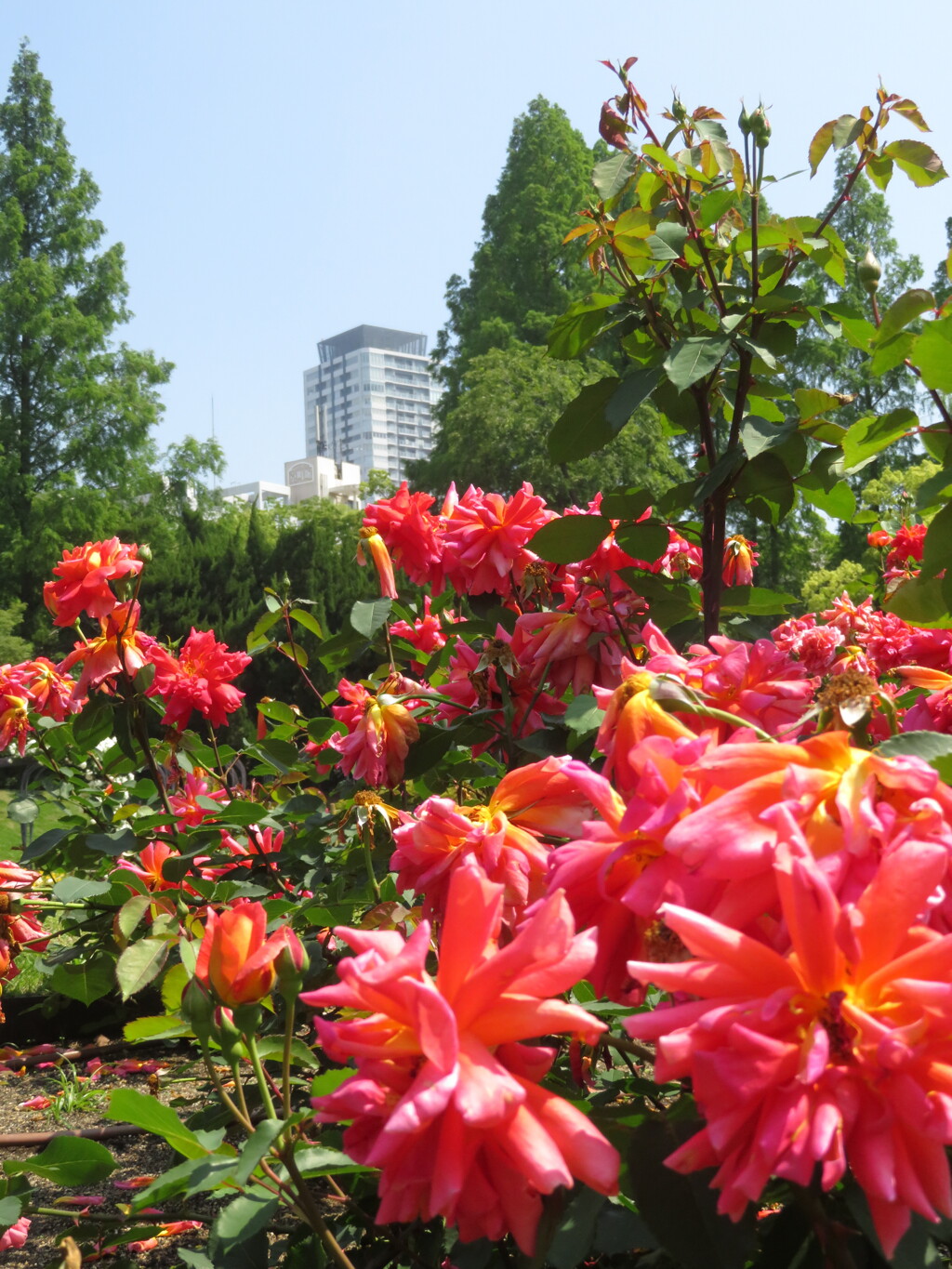 大阪・靱公園