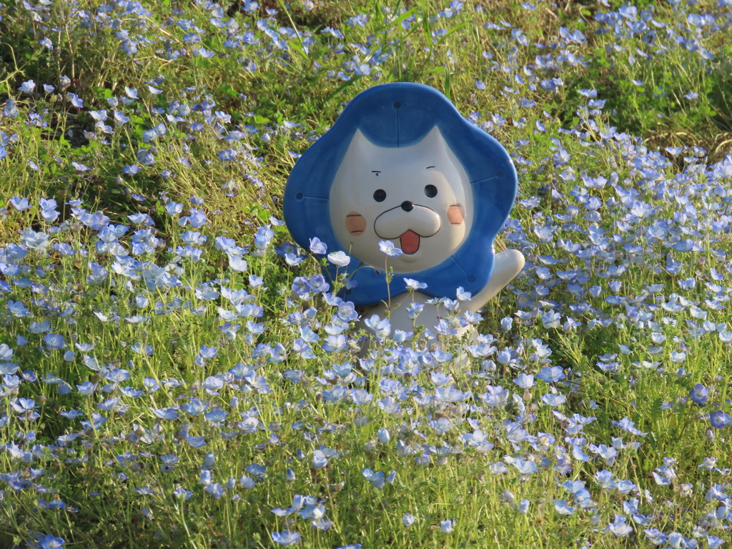 大阪まいしまネモフィラ祭り