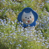 大阪まいしまネモフィラ祭り