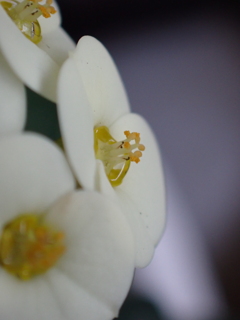 花麒麟