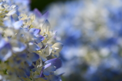 紫陽花