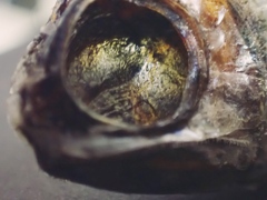深海魚？