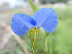 露草