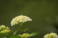 紫陽花