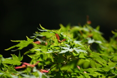 紅葉の花