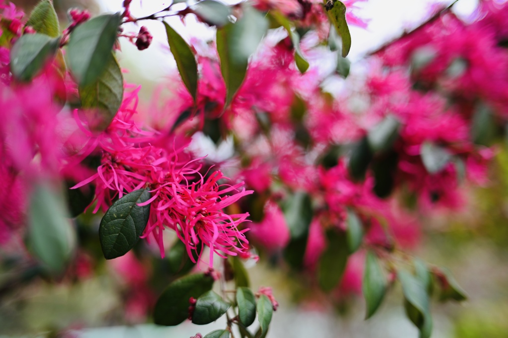 アカバナトキワマンサク