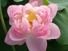 八重？の蓮