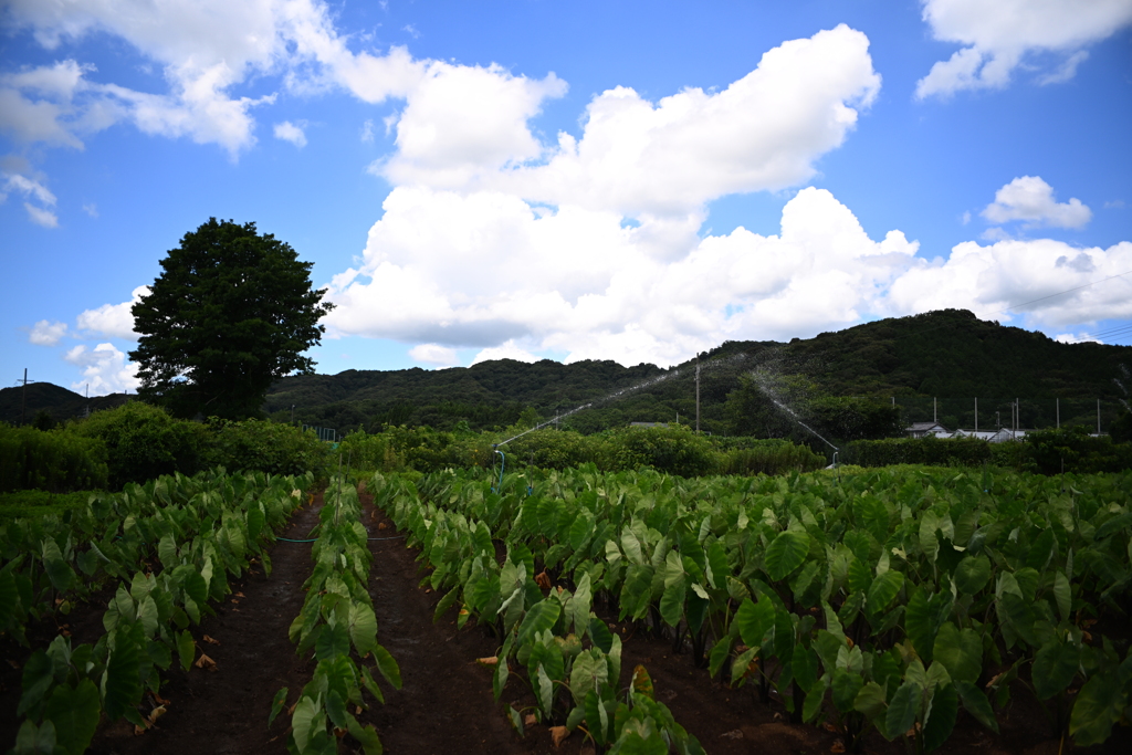 夏休みの空①