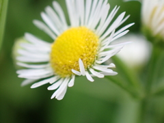 草花