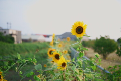 向日葵