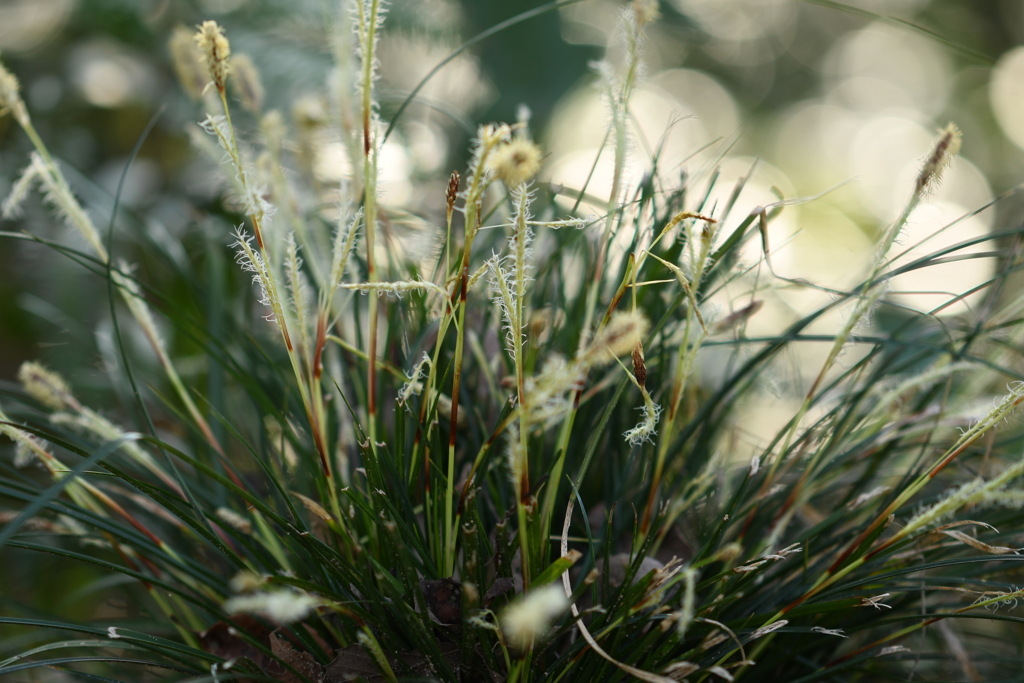 名も知らぬ草花