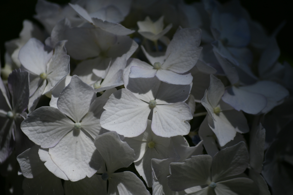 紫陽花