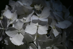 紫陽花
