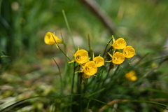 不思議な形の黄色い花