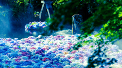 紫陽花