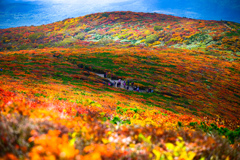 栗駒山紅葉
