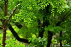 翠 雨