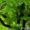 翠 雨