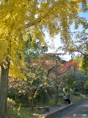 黄葉の木陰、午後のひととき