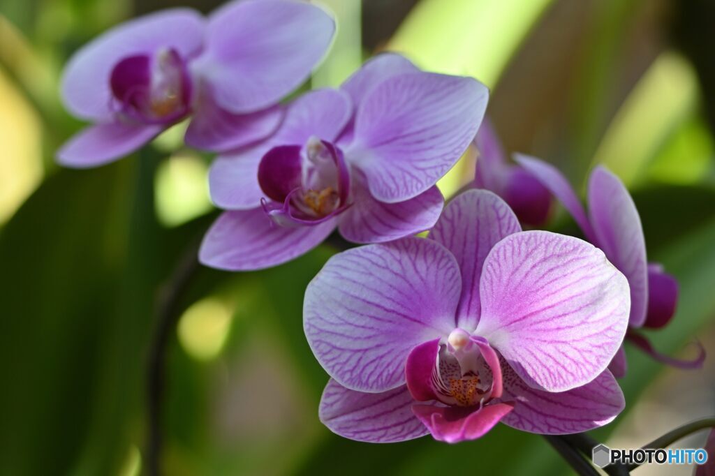 重なり合う微笑み