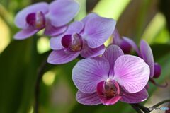 重なり合う微笑み